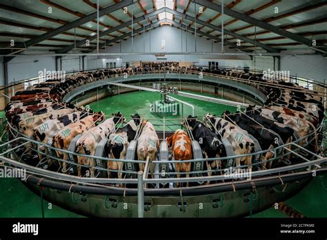 Milking Cows By Automatic Industrial Milking Rotary System In Modern