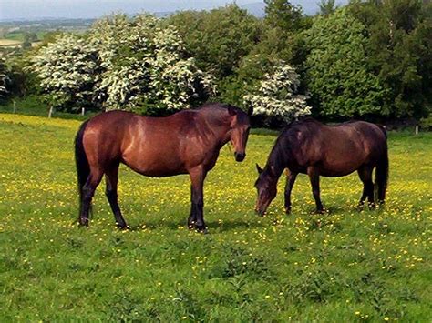 Cleveland Bay Horse Breed Guide: Characteristics, Health & Nutrition ...