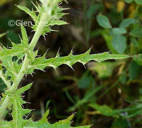 Cirsium Flodmanii Photos Saskatchewan Wildflowers