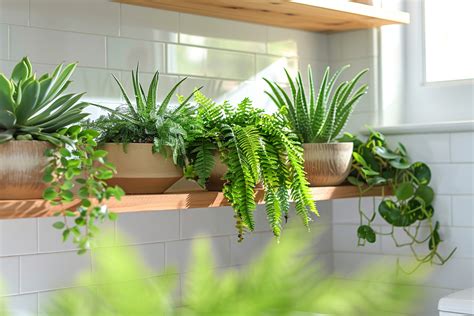 Plantes idéales pour une salle de bain vivante