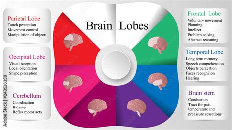 Brain lobes vector illustration. Human brain infographic vector. Brain ...