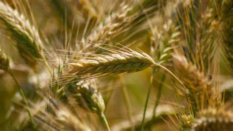 Wheat Sowing Down Marginally At Lakh Hectares So Far This Rabi