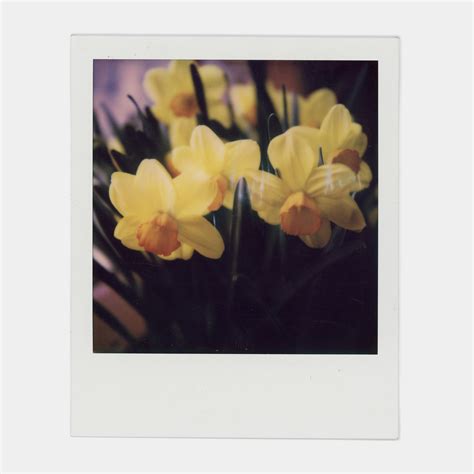 Polaroid 600 Color Instant Film