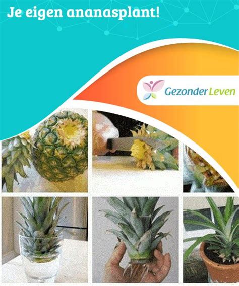 Pineapple Fruit Plants Dose Planting Pineapple Top Lavender