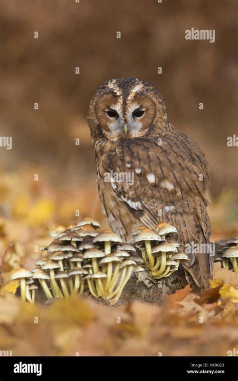 Tawny Owl Strix Aluco Adult Perched On Log With Sulphur Tuft Fungi