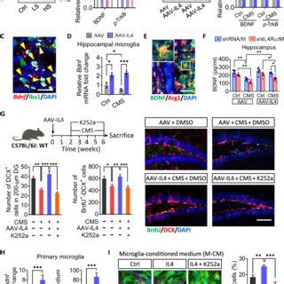 Il Driven Arg Microglia Enhanced Hippocampal Neurogenesis In