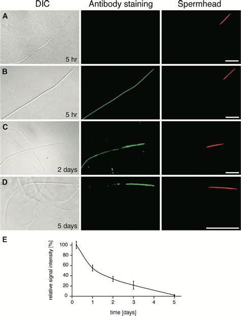 Gradual Release Of Sperm Bound Sex Peptide Controls Female Postmating Behavior In Drosophila