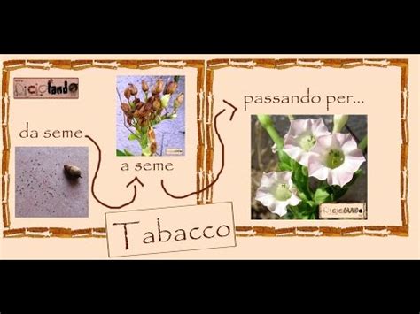 Tabacco Fasi Del Ciclo Vitale Di Crescita Di Una Pianta Di