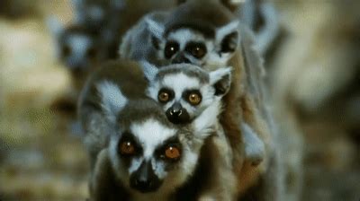 Lemur GIFs on Make a GIF