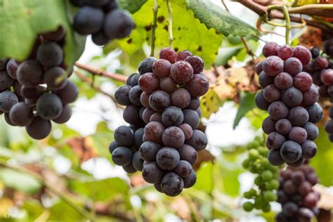 Fuji Safari Park Tour from Tokyo with Grape Picking & BBQ Lunch - Klook ...