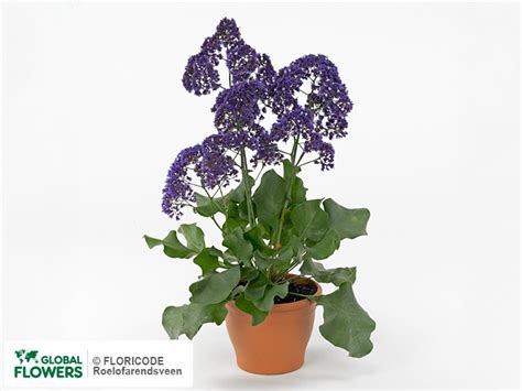 Limonium — photo of varieties and species | Global Flowers