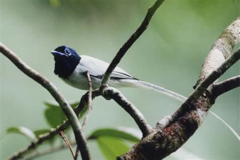 Bird Watching Tabin Wildlife Resort