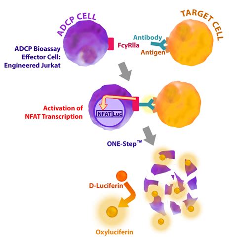 Adcp Bioassay Effector Cell Fcγriia H Variant Nfat Reporter Jurkat