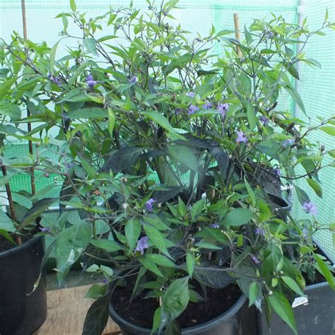 Capsicum Annuum Zimbabwe Black Zimbabwe Black Chilli In Gardentags