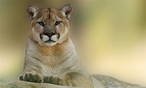 «puma» HD wallpapers