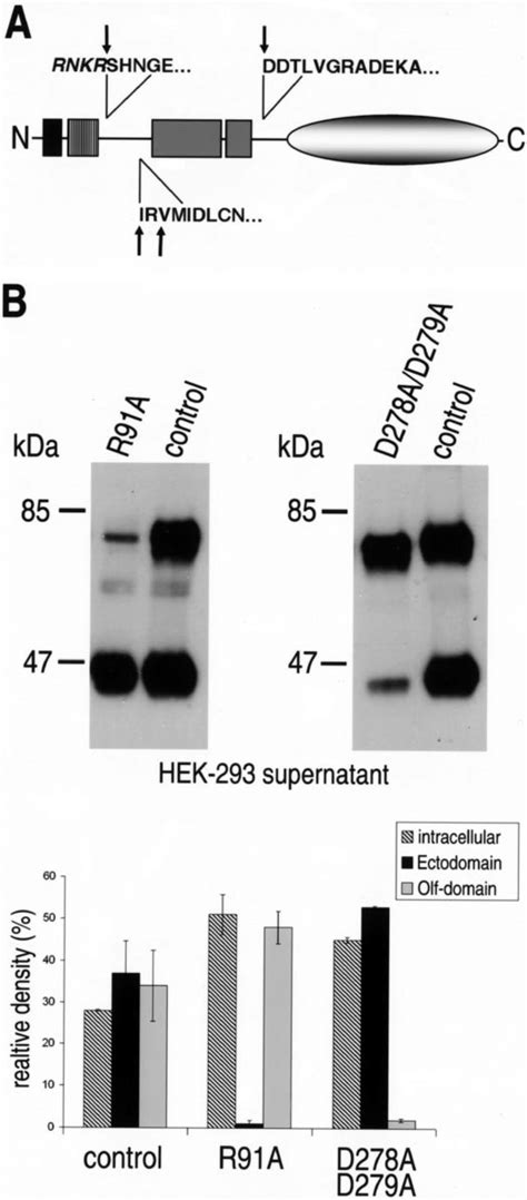 Use Of Defined Cleavage Sites In Gliomedin A Edman Degradation Was