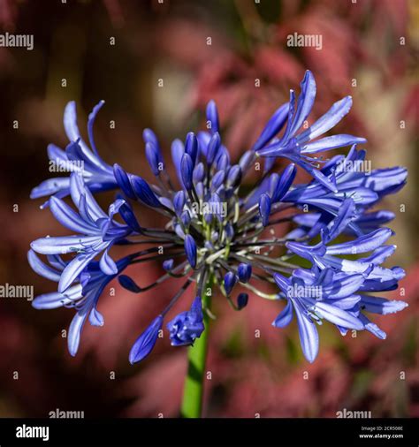 Agapanthus African Skies Flowering In Spring Stock Photo Alamy