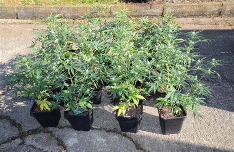 Police Seize Cannabis Plants Worth £8000 The Fermanagh Herald