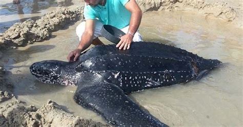 G1 Tartaruga Gigante Nadadeira Amputada Encalha No Litoral Do RN