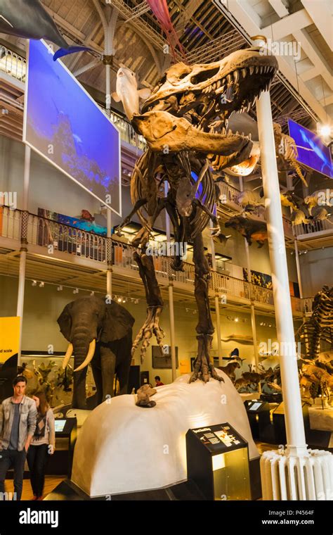 Great Britain Scotland Edinburgh The National Museum Of Scotland Exhibit Of Tyrannosaurus