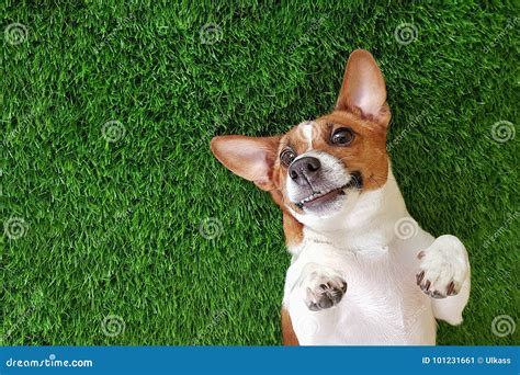 Perro Sonriente Loco Que Miente En Gras Verdes Imagen De Archivo