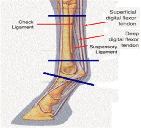 Equine Tendon And Ligament Injuries Douglas Novick Dvm