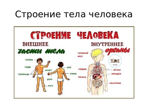 Строение тела человека