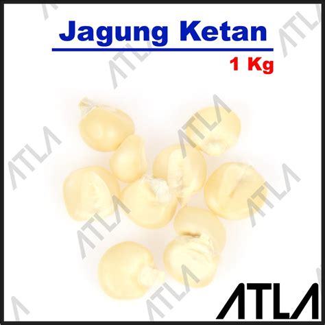 Jual Benih Jagung Ketan 1 Kg Bibit Tanaman Corn Seed Biji Pulut Putih