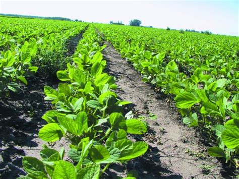 Soja estudian cómo impacta la radiación solar en la calidad del grano