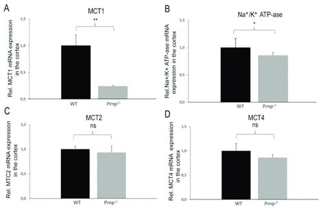 A D Differential Mrna Expression Levels Of Monocarboxylate Download Scientific Diagram