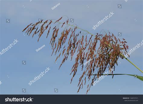 Sorghum Halepense Over Royalty Free Licensable Stock Photos