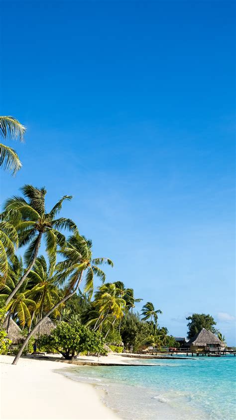 Fonds D Cran Paysage Tropical De Nature Plage Mer Palmiers Huttes