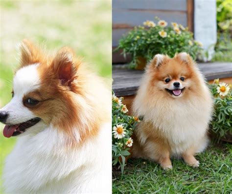 German Spitz Vs Pomeranian: Unraveling The Charm Of These Fluffy Companions
