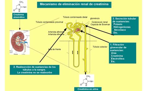 C Mo Bajar Los Niveles De Creatinina Tubazo