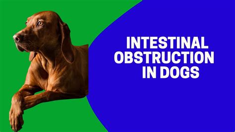 Intestinal Obstruction In Dogs Youtube