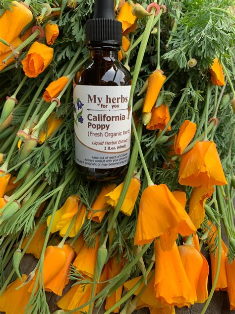 California Poppy Tincture Organic Myherbsforyou