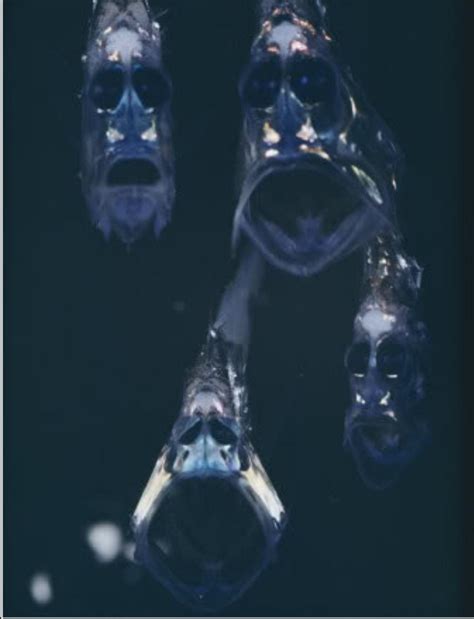 Deep sea hatchetfish of the Mariana Trench. : interestingasfuck