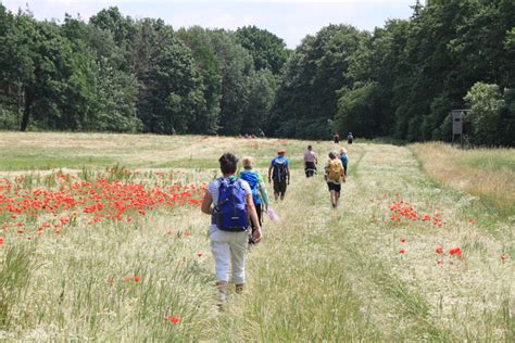 S Chsischer Wandertag In Grimma Entdeckertour Baumwege Baumwege