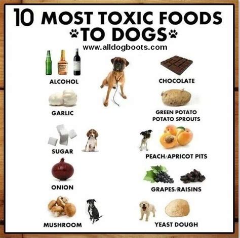 Foods That Are Toxic To Dogs 10 Foods To Avoid