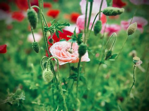 Angels Choir Poppy Seed Papaver Rhoeas Seeds And Soil Farm