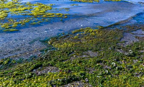 Clusters Of Green Algae Ulva And Enteromorpha In A Lake In The Lower