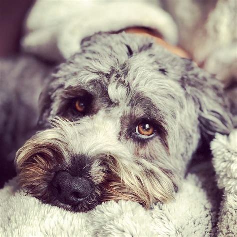 Colores De Labradoodle Una Guía Completa We Love Doodles Guinguette