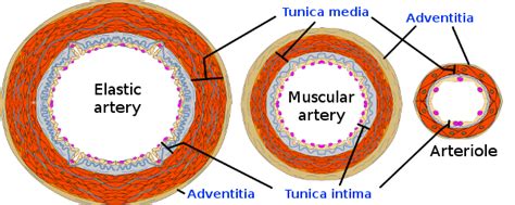 Muscular Artery Vs Elastic Artery Histology