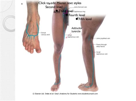 Surface Anatomy Of Lower Limb Anatomy Lower Limb Great Saphenous Vein