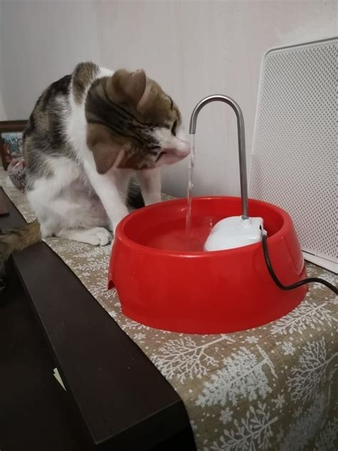 Fuente De Agua Para Gatos Tipo Llave Mercado Libre