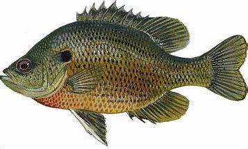 Panfish Fishing Tips From Florida Fish And Wildlife OutDoors