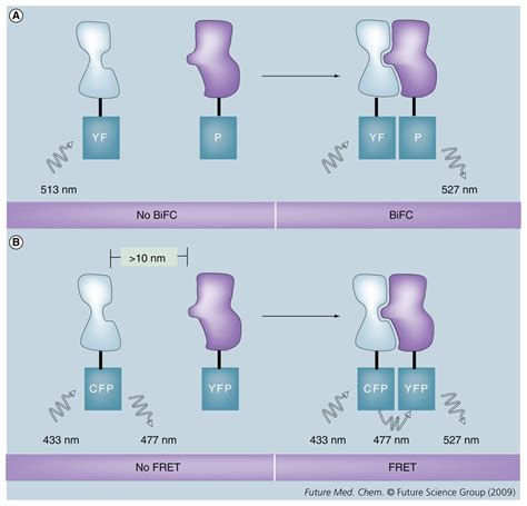 Bifc And Fret Are Two Cell Based Techniques To Monitor Protein Protein Download Scientific