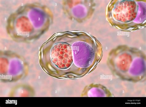 Chlamydia Trachomatis Bacteria Illustration Fotograf As E Im Genes De