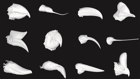 A Beak Boom Millions Of Years Ago Created The Diversity Of Bird Bills