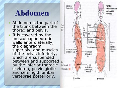 abdomen powerpoint    id